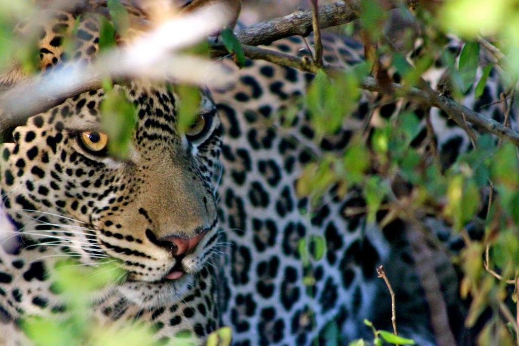 Simply Saadani Camp, A Tent With A View Safaris Mkwaja Экстерьер фото